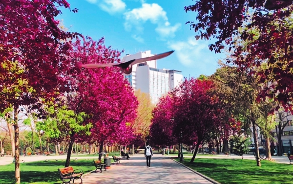 a bird flying over a path with trees and buildings in the background